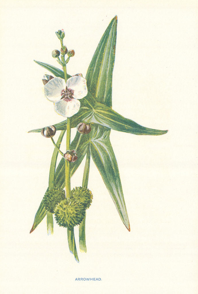 Arrowhead. Wild Flowers by Frederick Edward Hulme c1895 old antique print